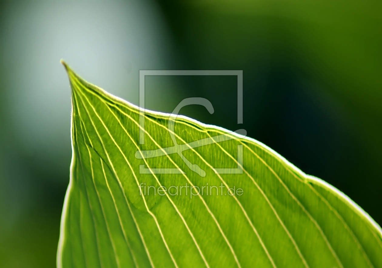 Bild-Nr.: 10072315 green line Bild-Nr.: 10072315 green line erstellt von animalibera