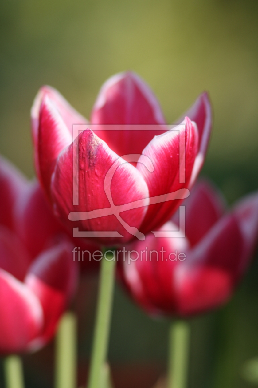 Bild-Nr.: 10073369 Tulips erstellt von FotoDeHRO