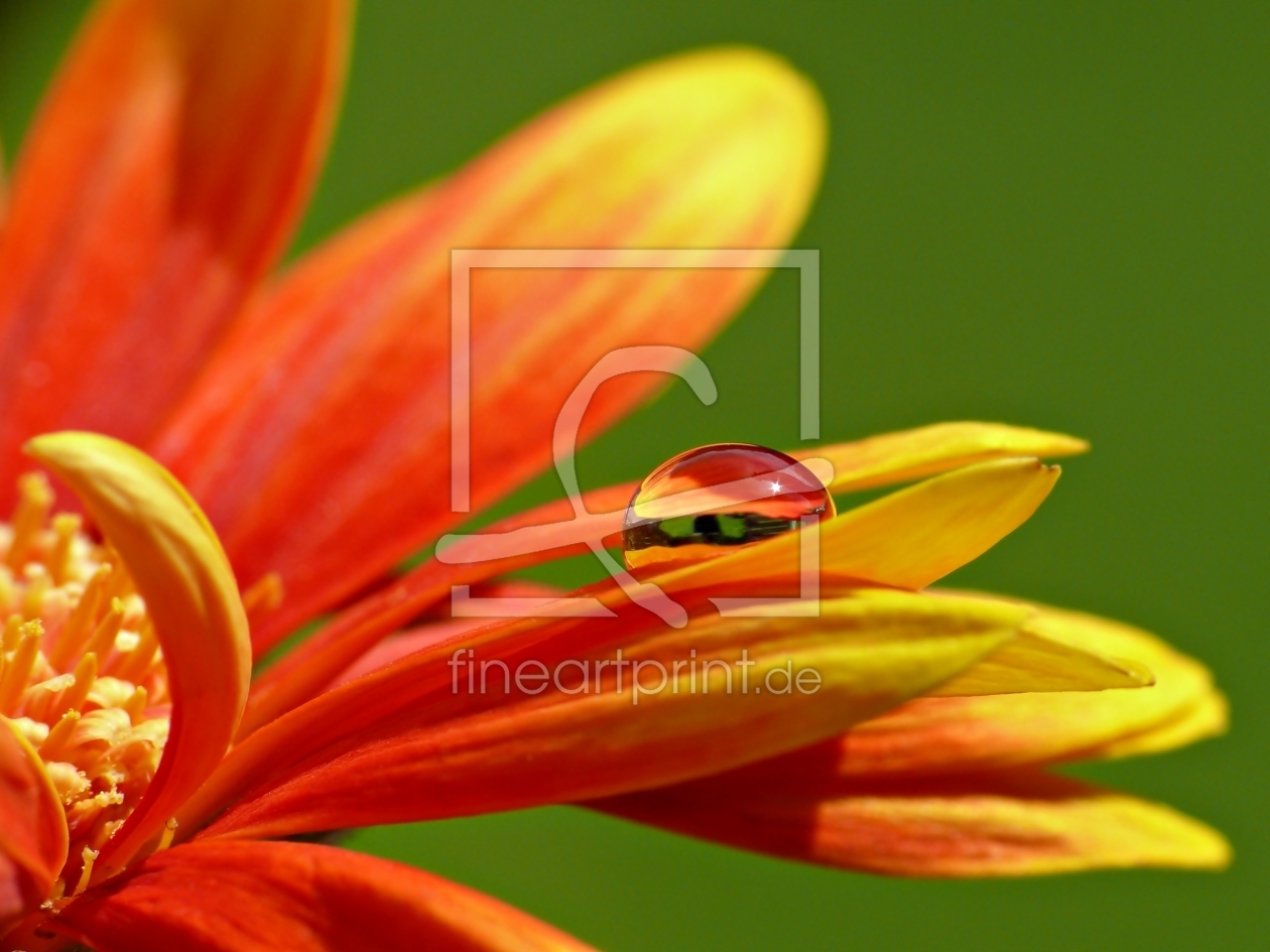 Bild-Nr.: 10073747 Gerbera  erstellt von gabii40