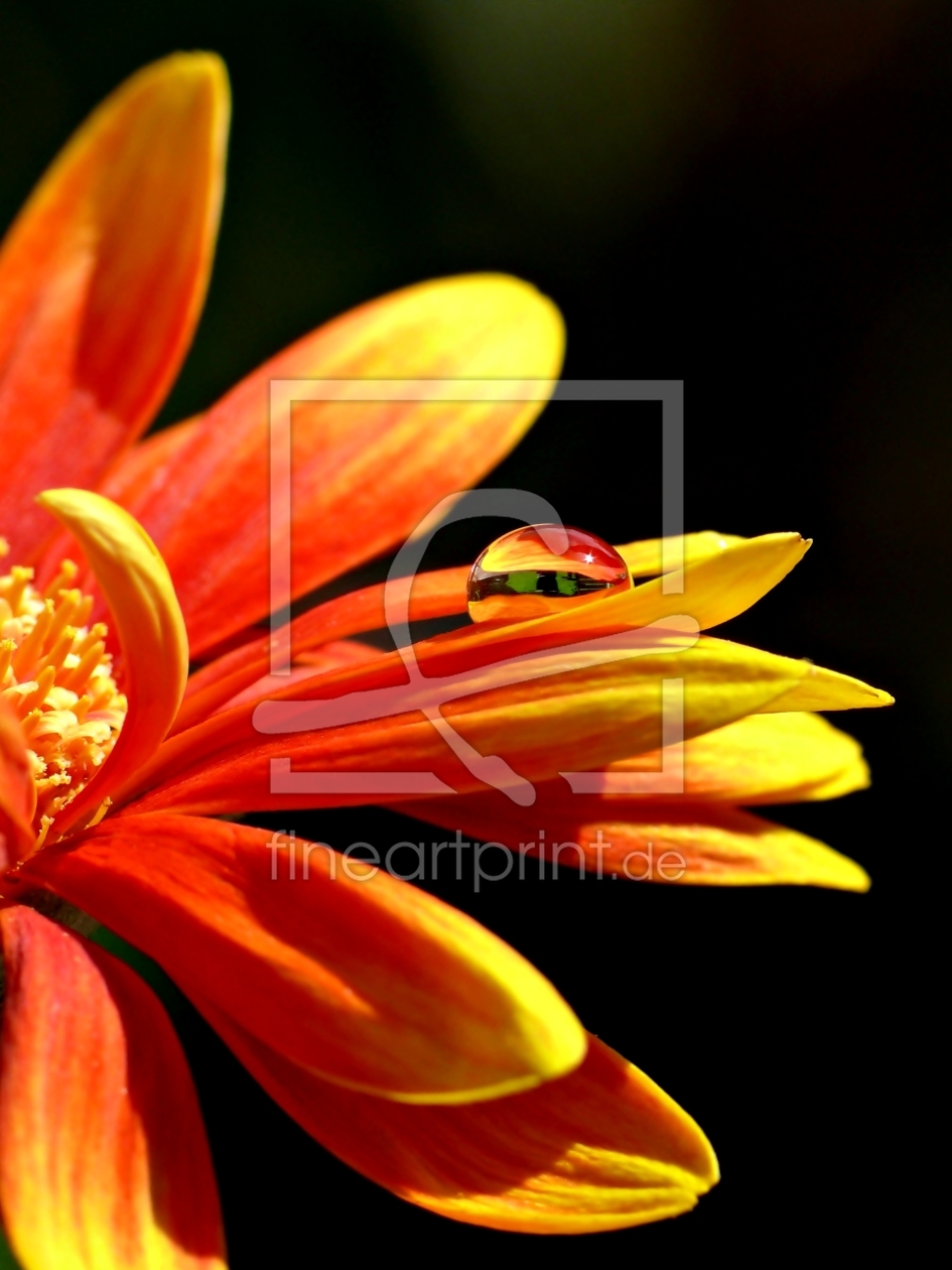 Bild-Nr.: 10073767 Gerbera II erstellt von gabii40