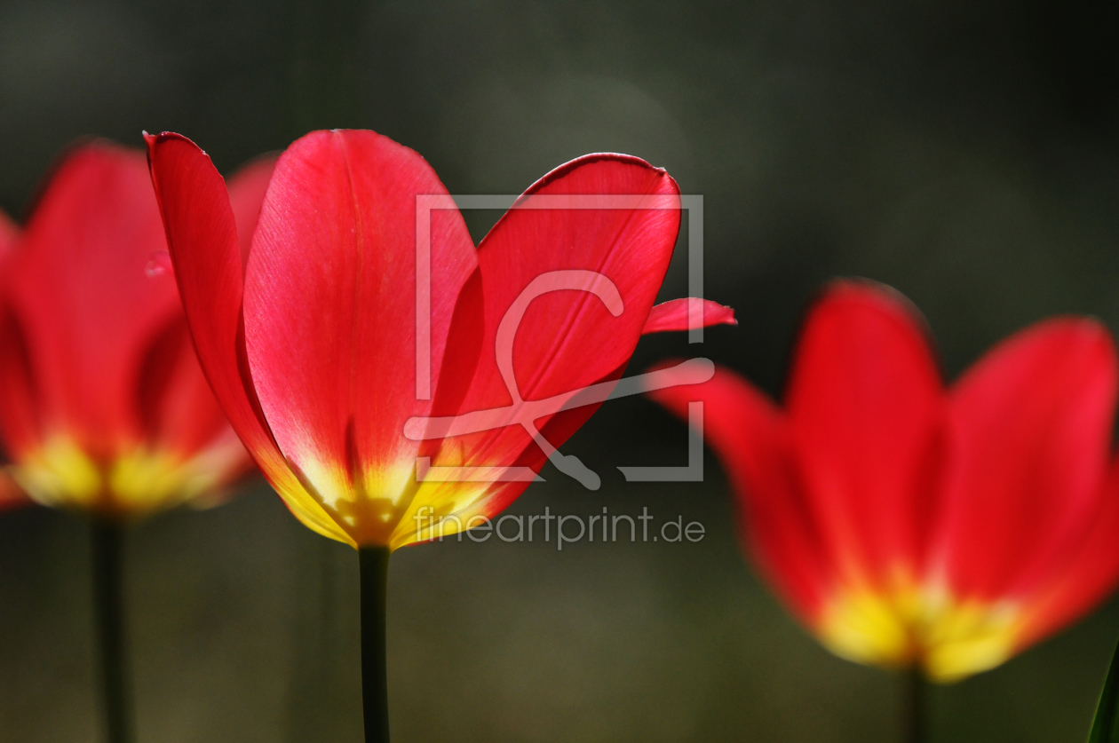 Bild-Nr.: 10073845 Tulpe im Gegenlicht erstellt von mike50