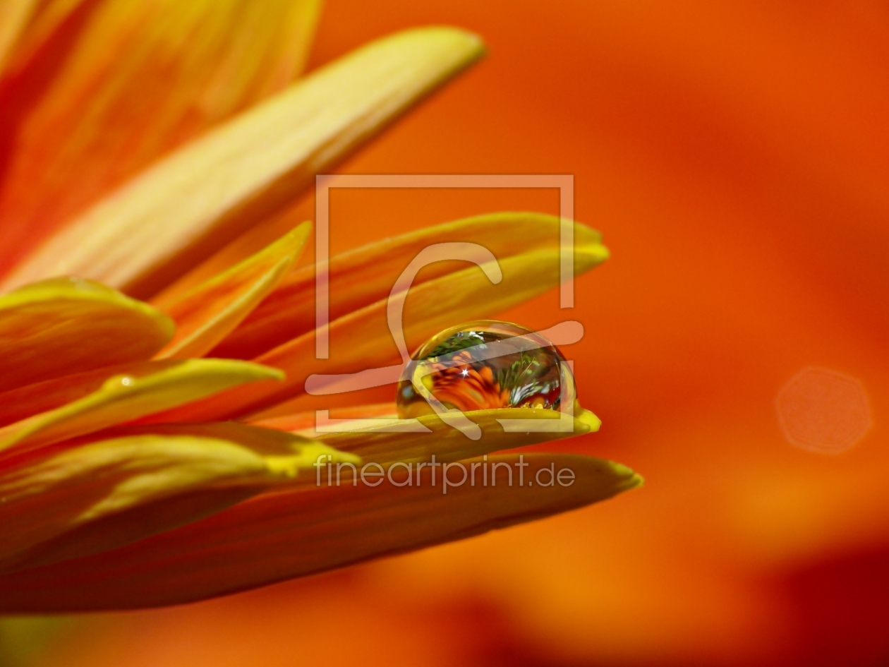 Bild-Nr.: 10074635 Gerbera III erstellt von gabii40