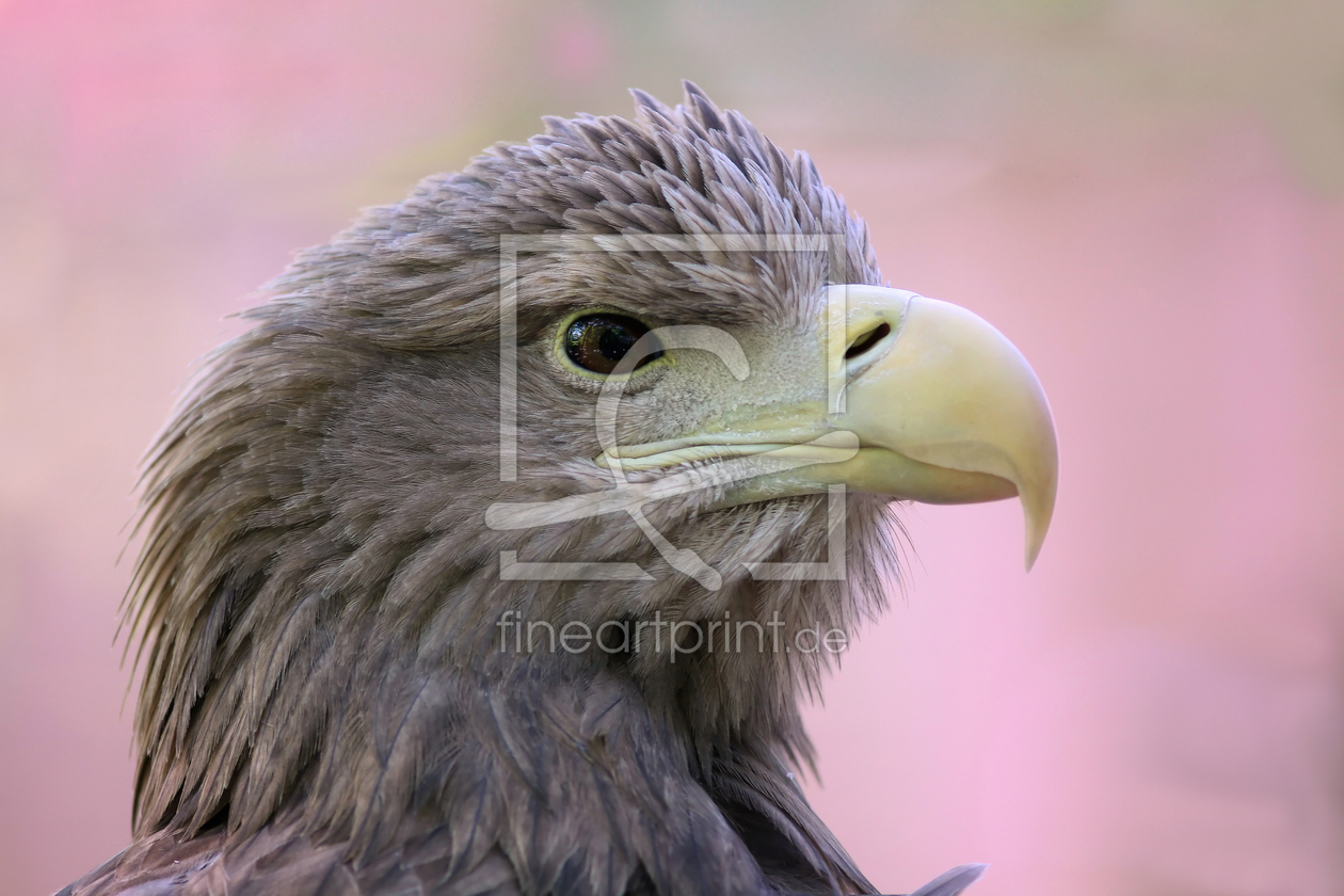 Bild-Nr.: 10074769 Seeadler erstellt von FotoDeHRO