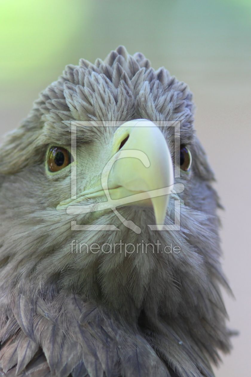 Bild-Nr.: 10074795 Seeadler Bild-Nr.: 10074795 Seeadler erstellt von FotoDeHRO