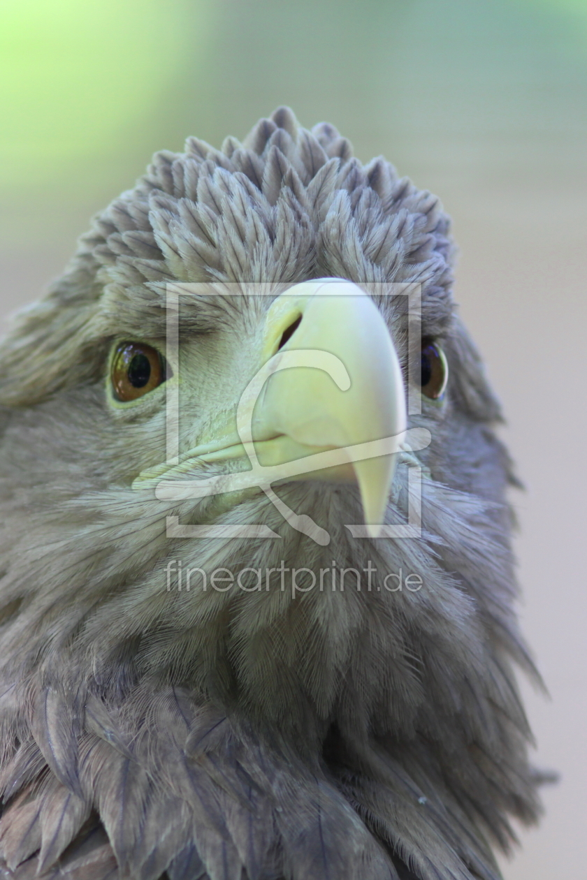 Bild-Nr.: 10074795 Seeadler erstellt von FotoDeHRO