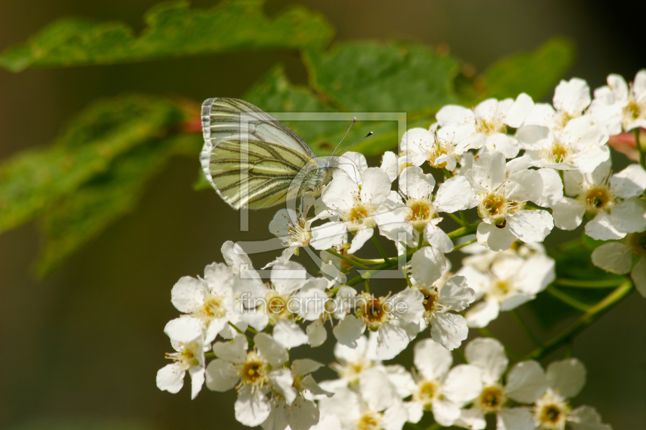 Bild-Nr.: 10076719 Vogelkirschblüten mit Schmetterling erstellt von tdietrich