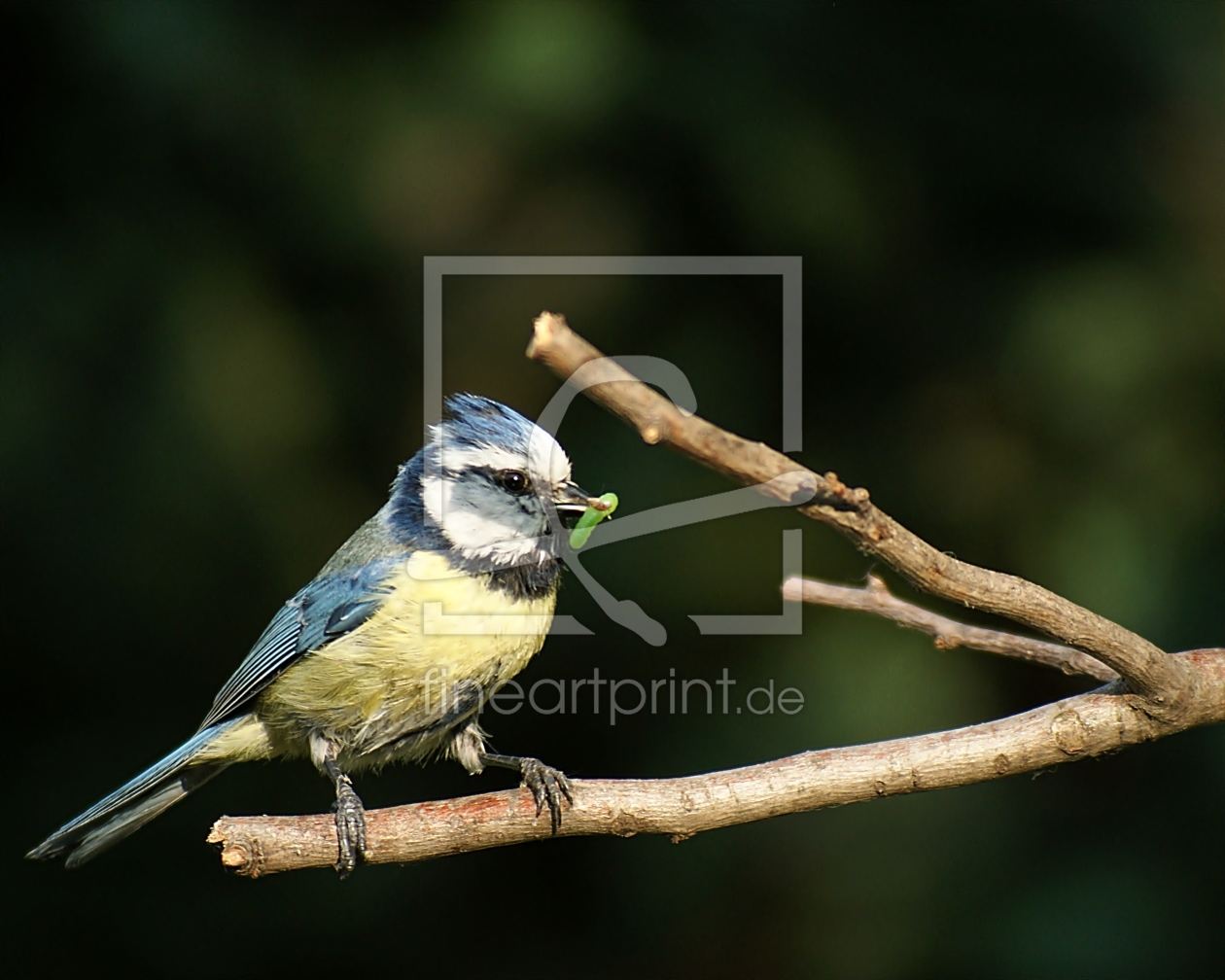 Bild-Nr.: 10077865 Fleißiger Papa Bild-Nr.: 10077865 Fleißiger Papa erstellt von CRAZYHAWK