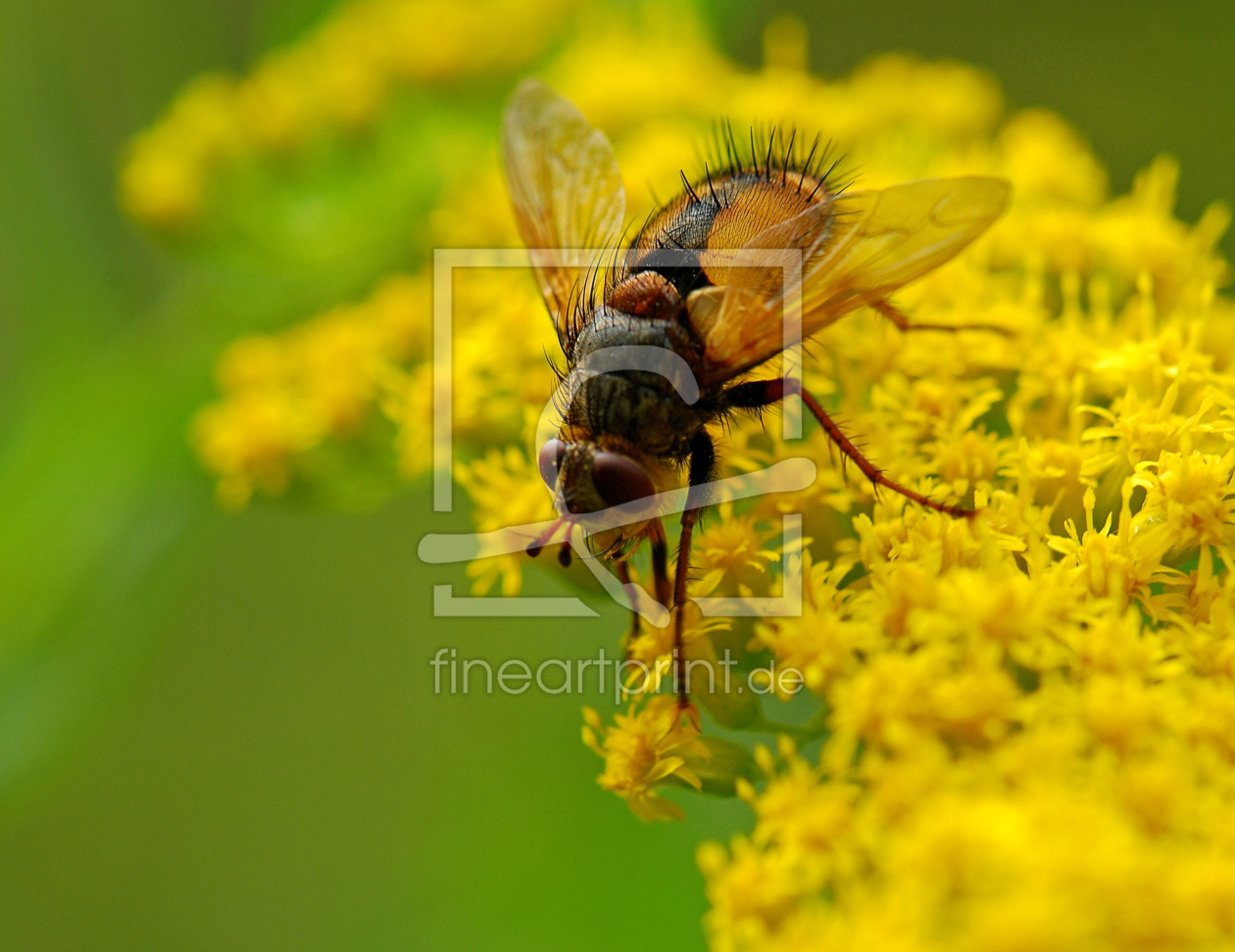 Bild-Nr.: 10078857 Schwebfliege  erstellt von Atteloi