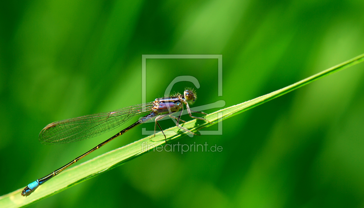 Bild-Nr.: 10079865 Libelle  erstellt von Atteloi