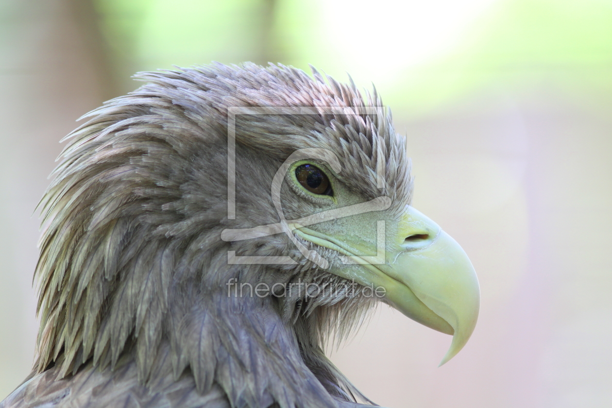 Bild-Nr.: 10080435 Seeadler erstellt von FotoDeHRO