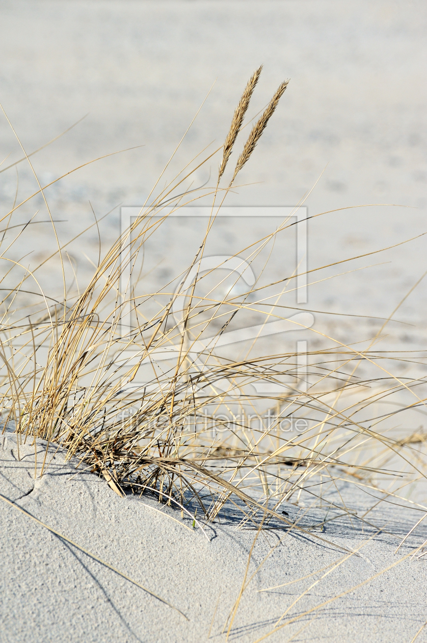 Bild-Nr.: 10082305 Strandhafer erstellt von Sabine Schmidt