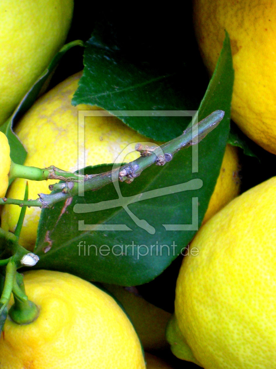 Bild-Nr.: 10083507 Zitronen erstellt von Aphrodite