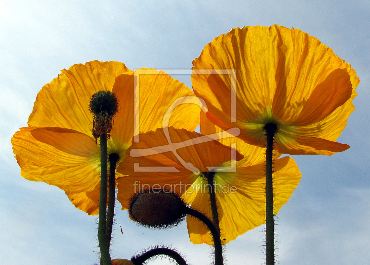 Bild-Nr.: 10084843 Mohn erstellt von Level60