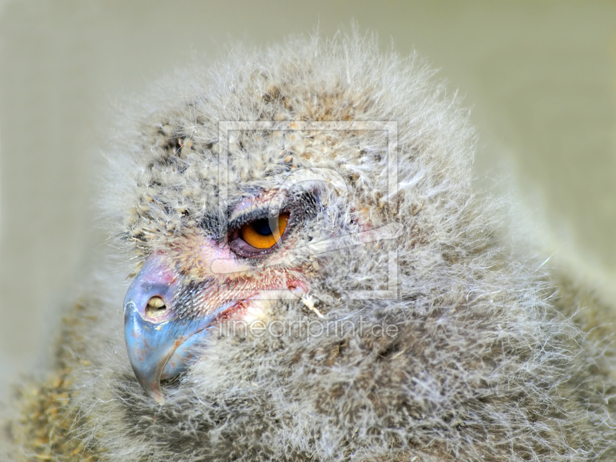 Bild-Nr.: 10084961 Uhu-Küken erstellt von DolSys