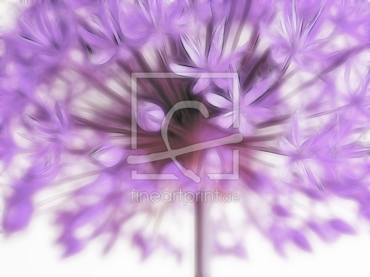 Bild-Nr.: 10085567 Allium erstellt von Gisela Baiker