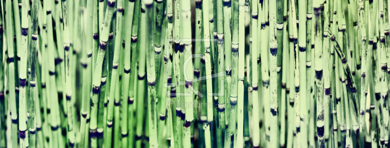 Bild-Nr.: 10086215 BAMBOO Pstel Green erstellt von AERA