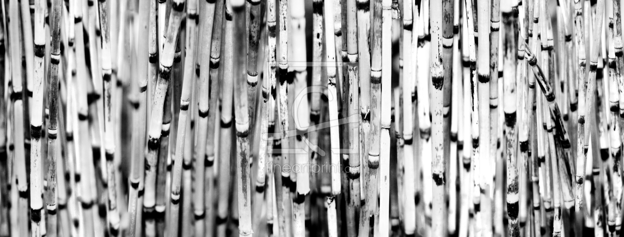 Bild-Nr.: 10086217 BAMBOO Black & White erstellt von AERA