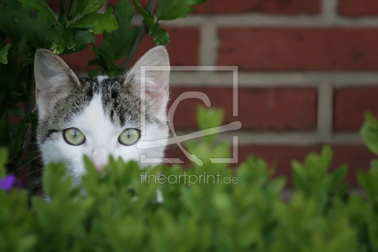 Bild-Nr.: 10086709 Der Spion - Katzenleben erstellt von Galerie-Fotoeffekt