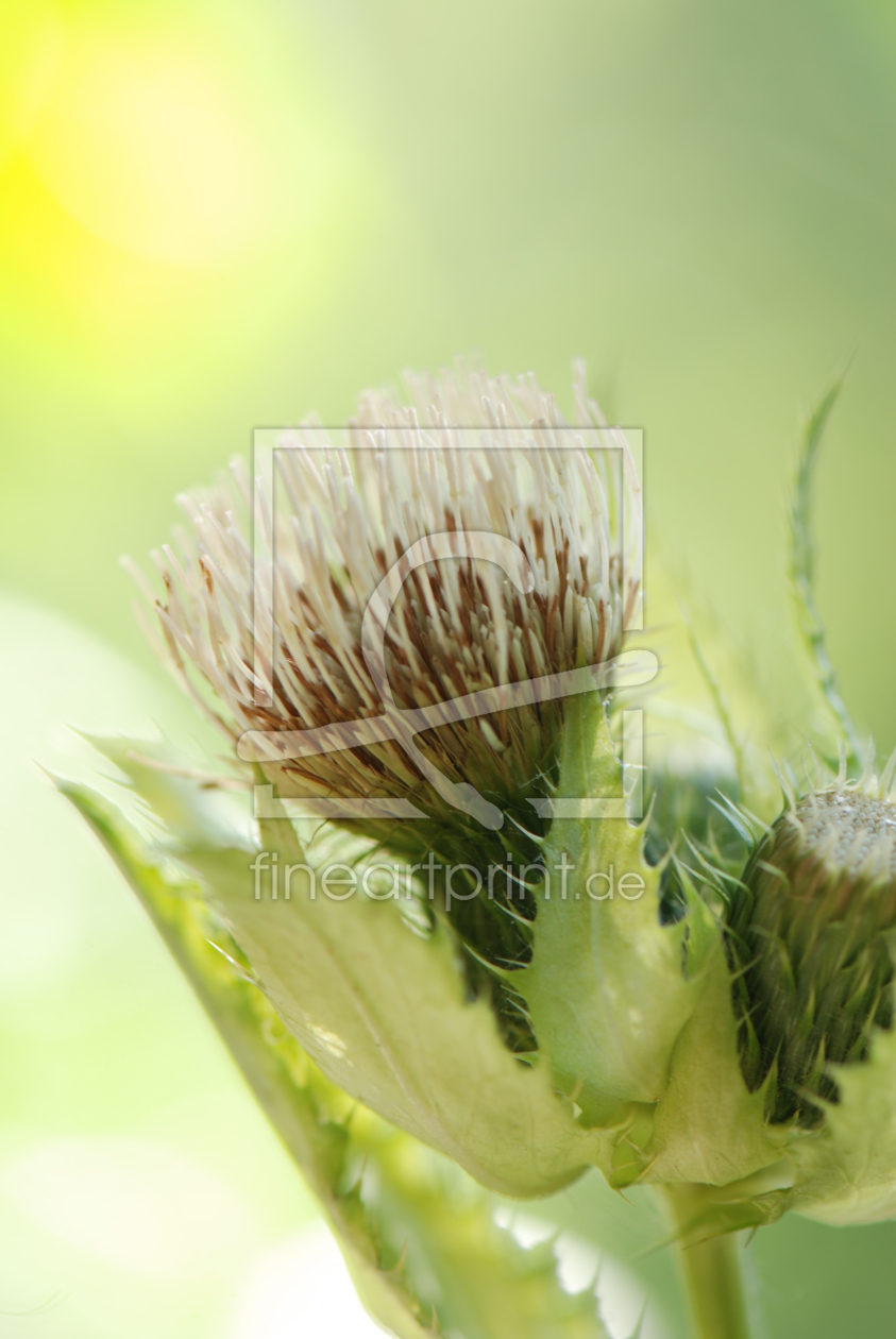 Bild-Nr.: 10086727 Kohldistel erstellt von Clalu