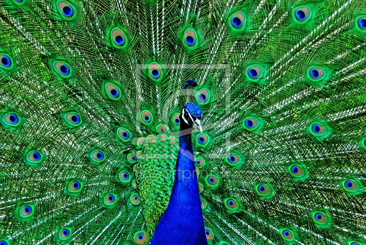 Bild-Nr.: 10086877 Pfau  erstellt von Atteloi
