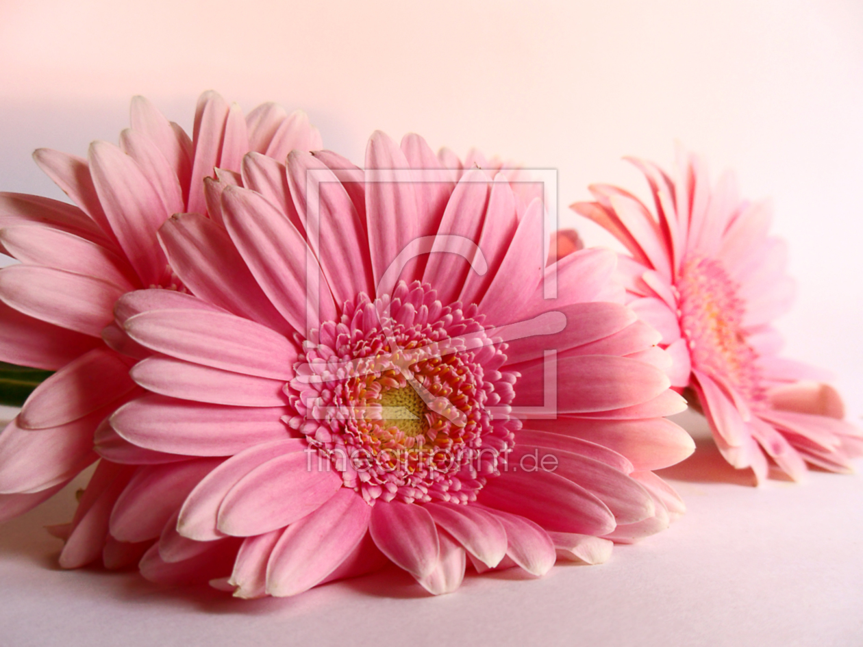 Bild-Nr.: 10086887 Gerbera erstellt von naliha