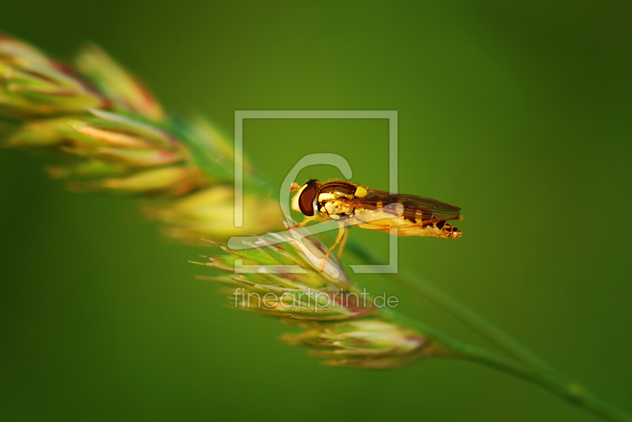Bild-Nr.: 10088517 Schwebfliege Bild-Nr.: 10088517 Schwebfliege erstellt von Atteloi