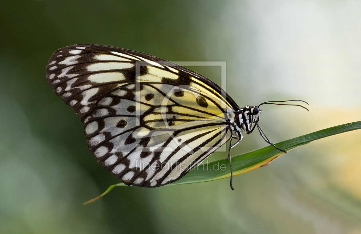 Bild-Nr.: 10088977 Butterfly erstellt von wame