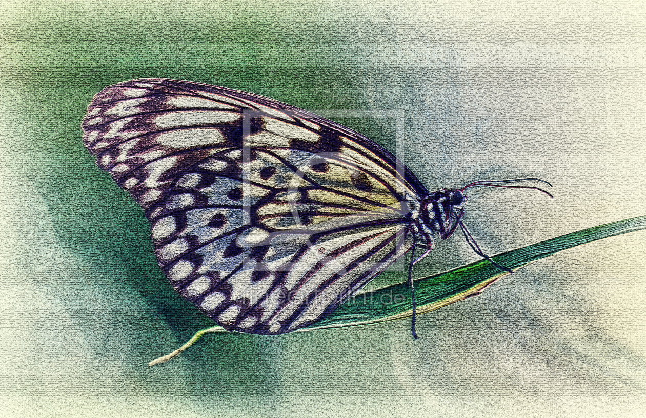 Bild-Nr.: 10089543 Butterfly erstellt von wame