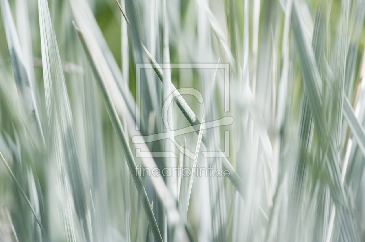 Bild-Nr.: 10093326 Gras erstellt von danielschoenen