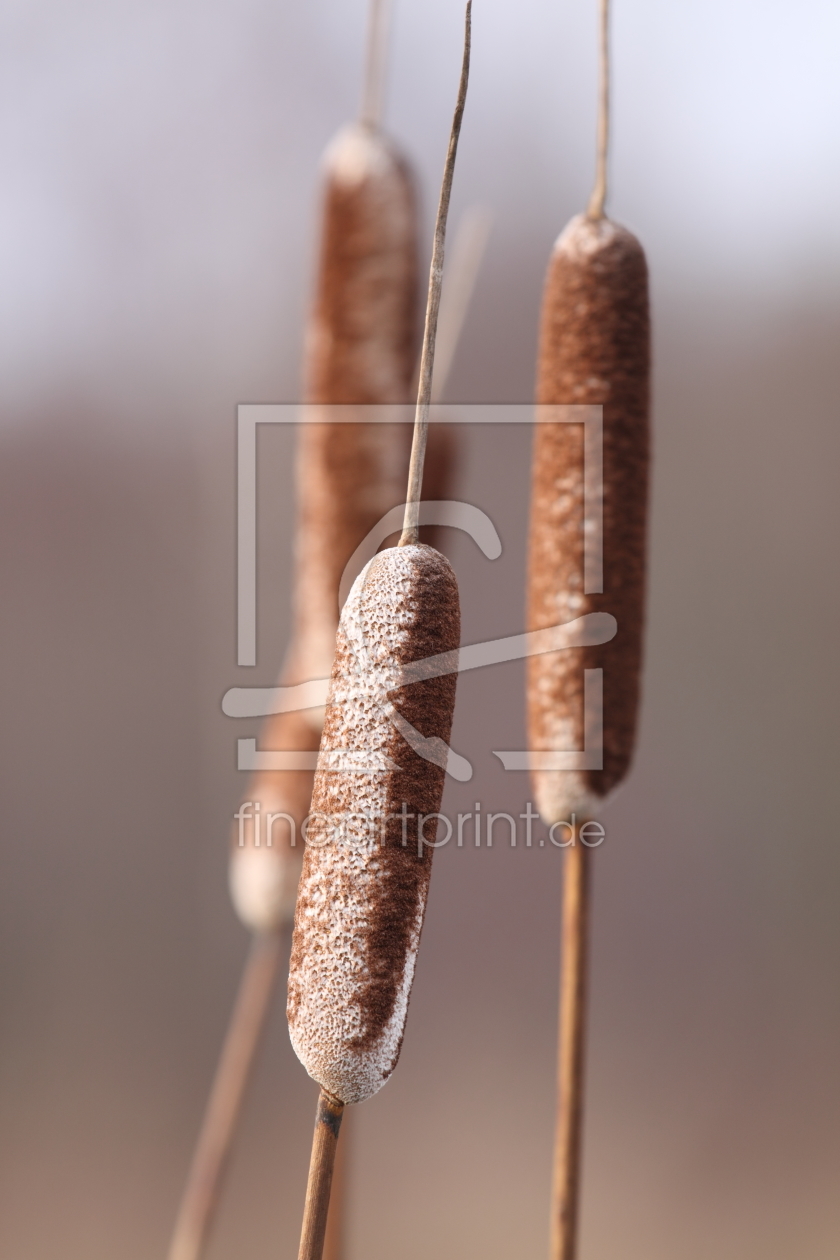 Bild-Nr.: 10094000 Pompus erstellt von FotoDeHRO