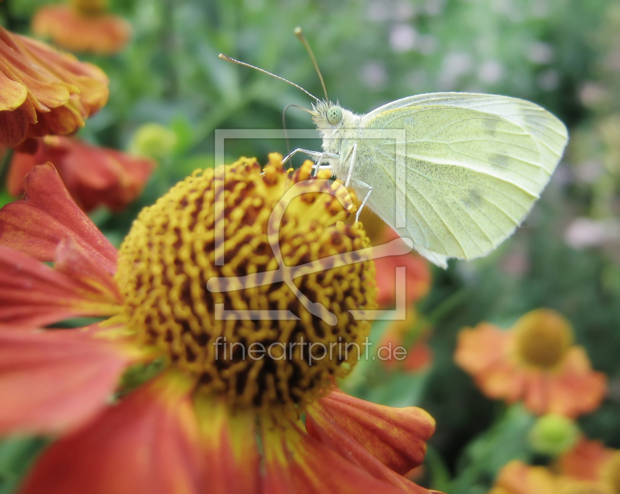 Bild-Nr.: 10095434 Schmetterling an Natur erstellt von Galerie-Fotoeffekt