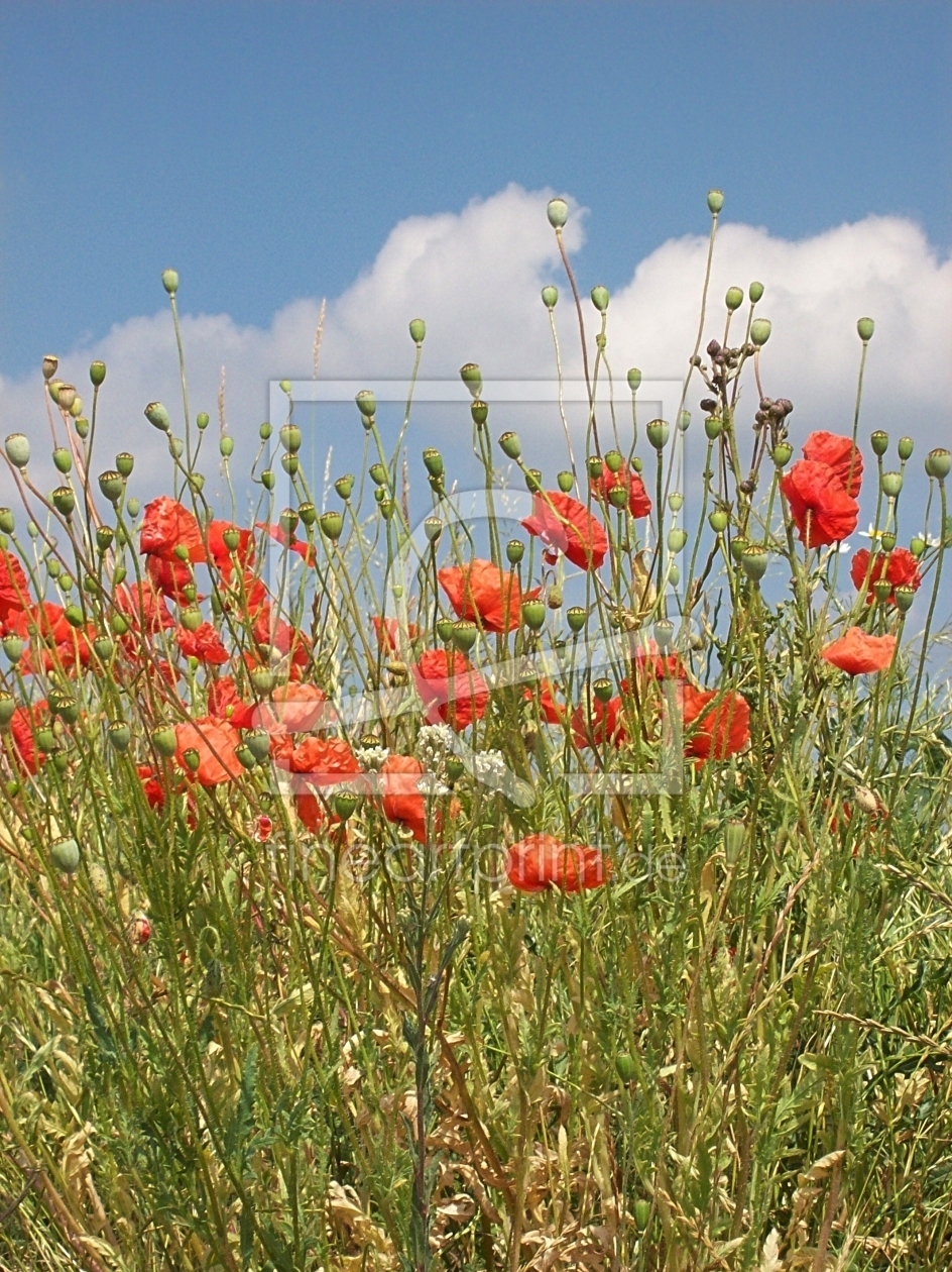 Bild-Nr.: 10096210 Mohnblumenstrauss erstellt von Marion227