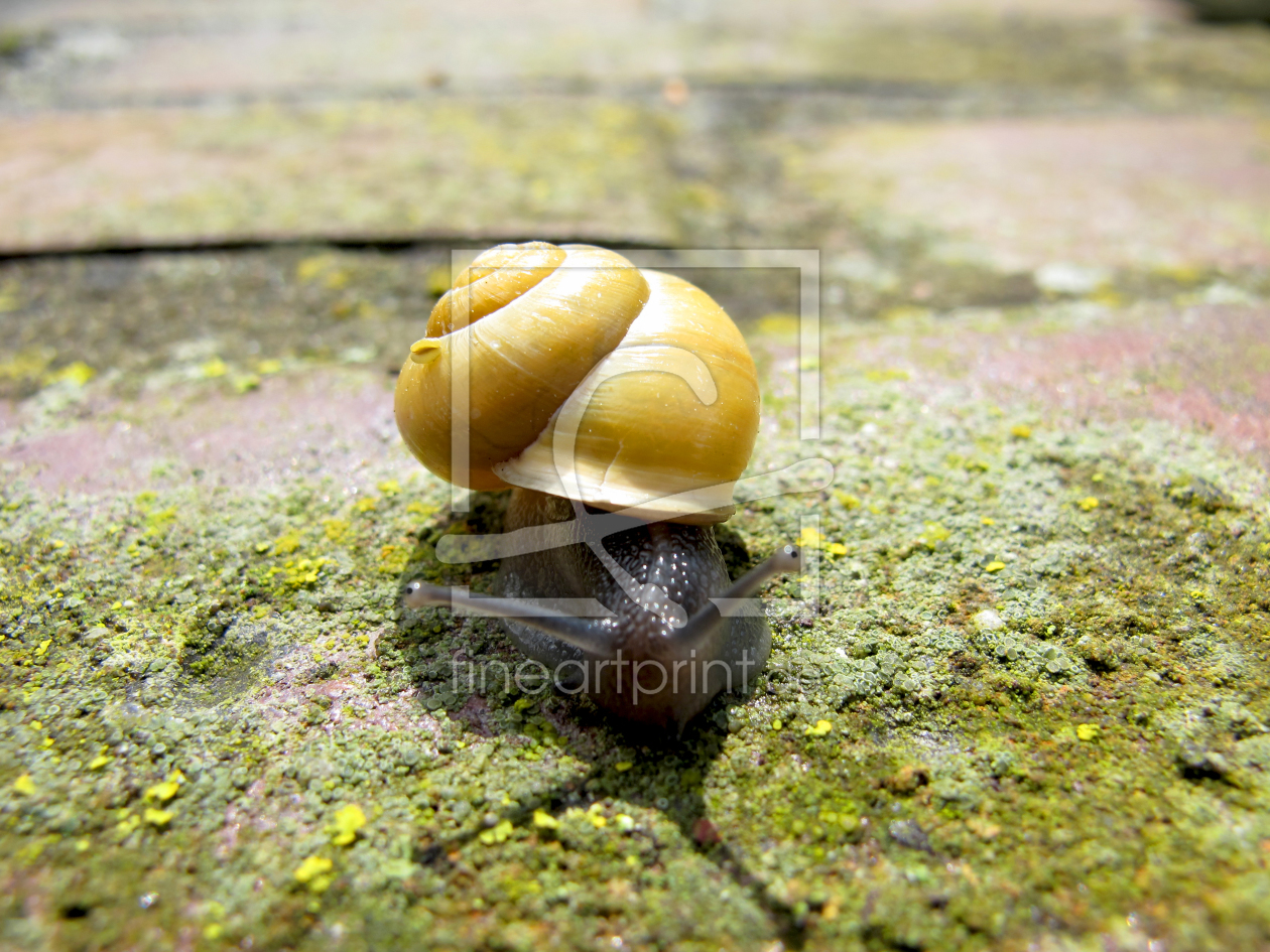 Bild-Nr.: 10098080 Schnecke auf Wanderung erstellt von Charabia