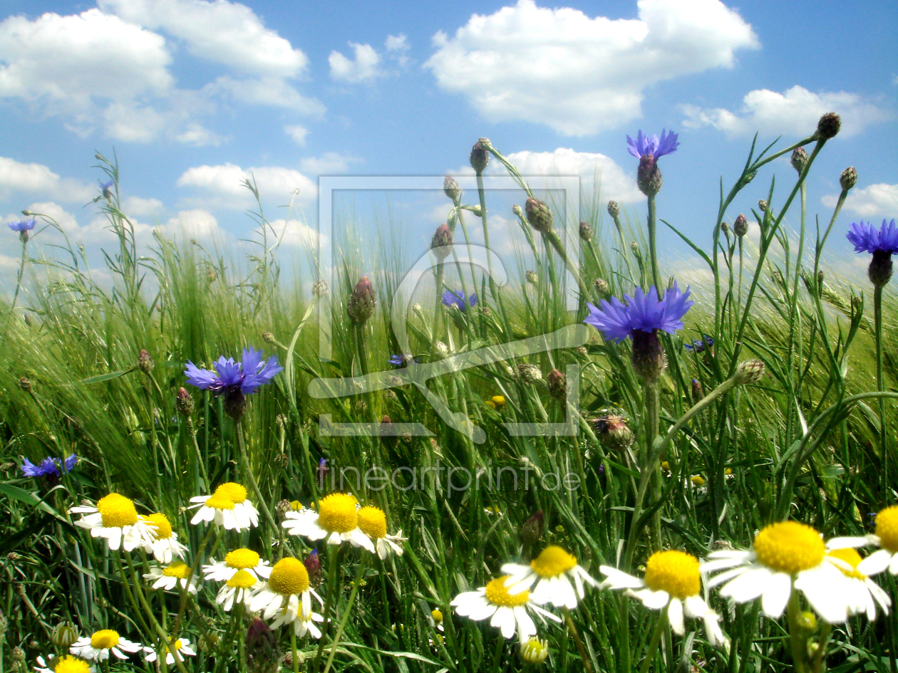 Bild-Nr.: 10098104 Feldblumen im Sommer erstellt von yammay