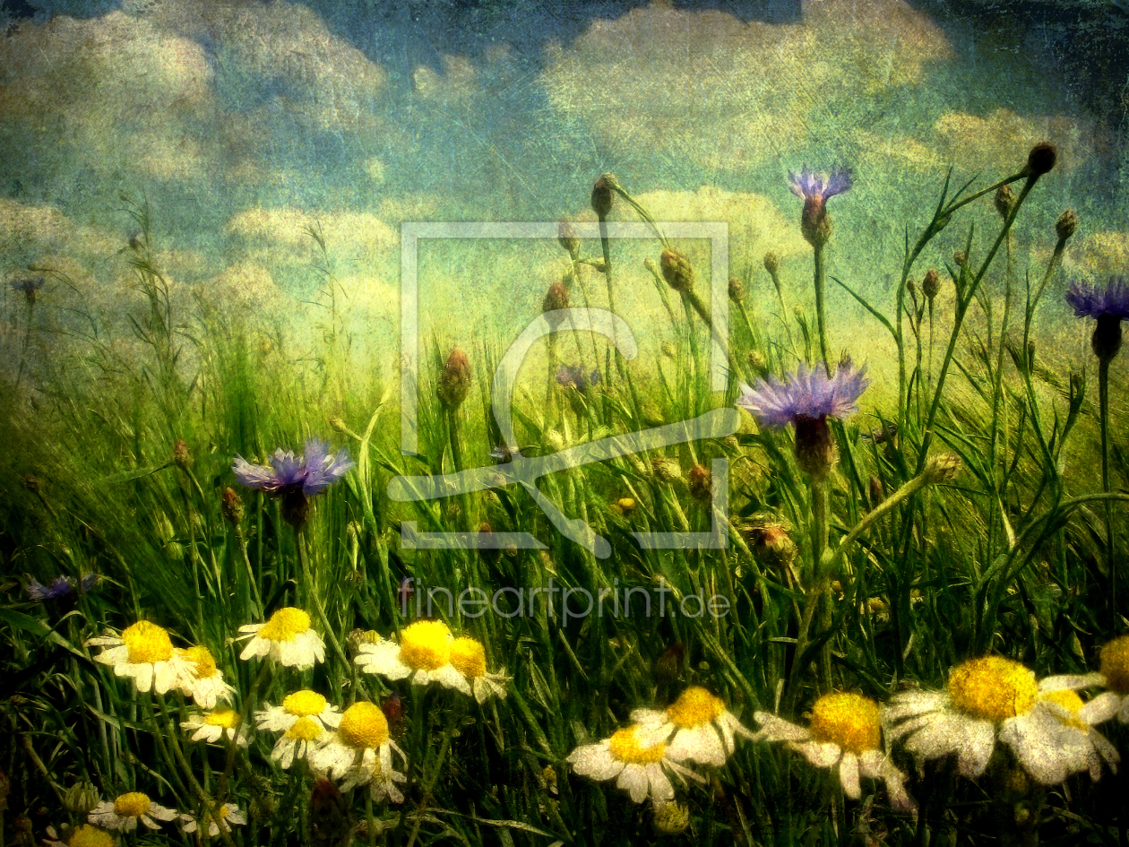Bild-Nr.: 10098118 Feldblumen im Sommer (Texturvariante) erstellt von yammay