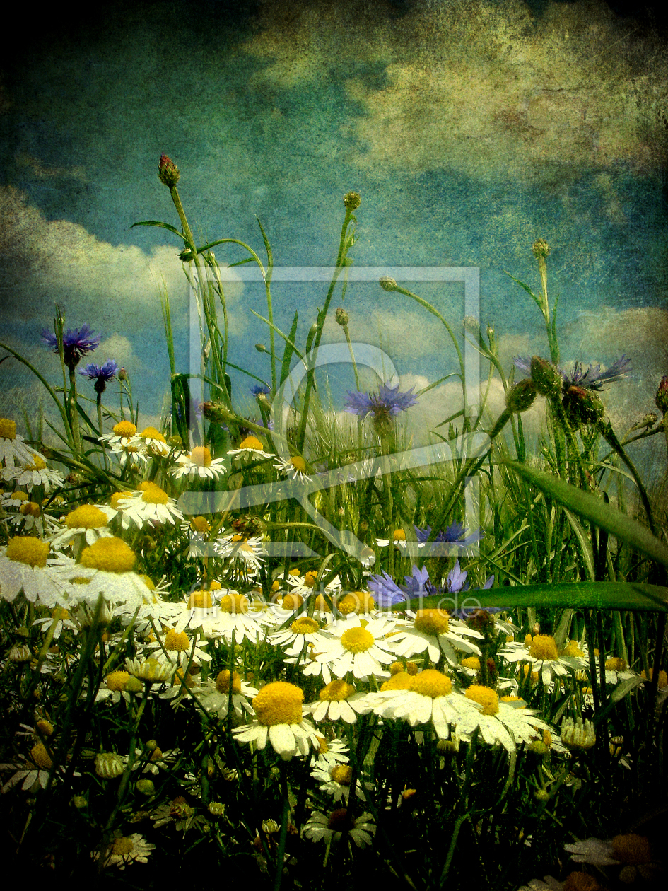 Bild-Nr.: 10098714 Vintage-Feldblumen erstellt von yammay
