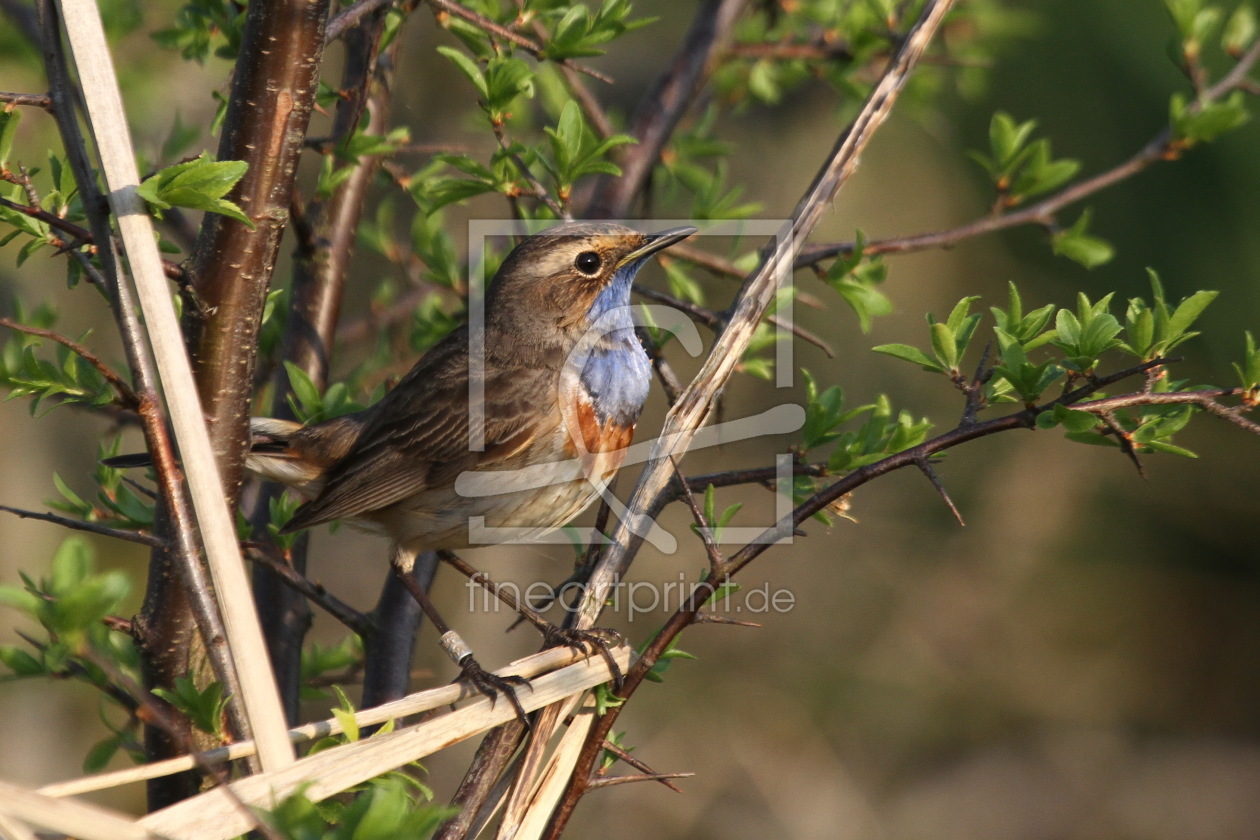 Bild-Nr.: 10099948 Blaukehlchen erstellt von Martin Wenner