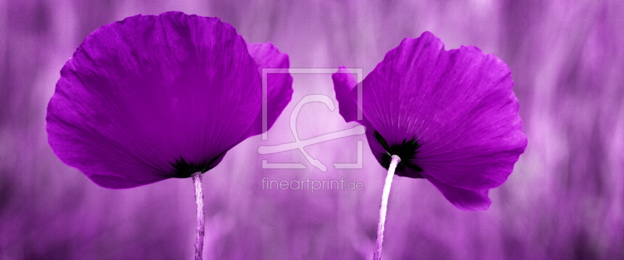 Bild-Nr.: 10100138 Violett erstellt von Atteloi