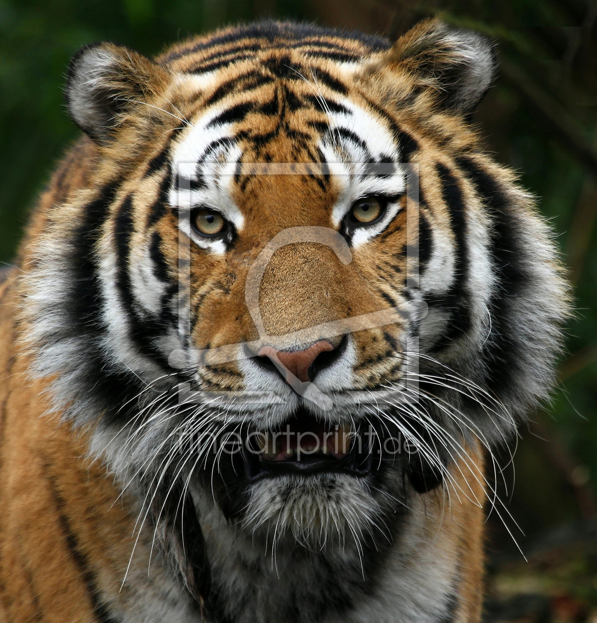 Bild-Nr.: 10100174 TigerPortrait erstellt von Boersenfuchs