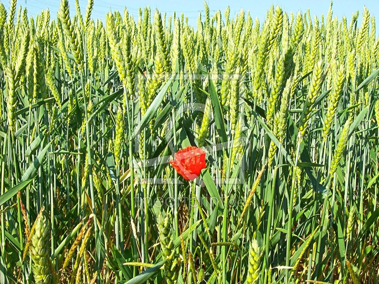 Bild-Nr.: 10101396 Lonely erstellt von Marion227