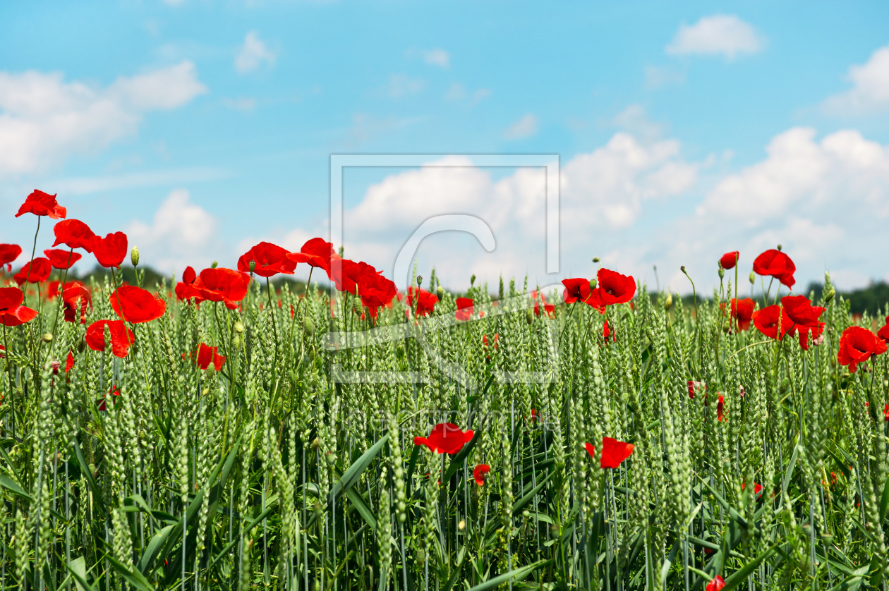 Bild-Nr.: 10101452 Mohnblumen erstellt von Liligraphie