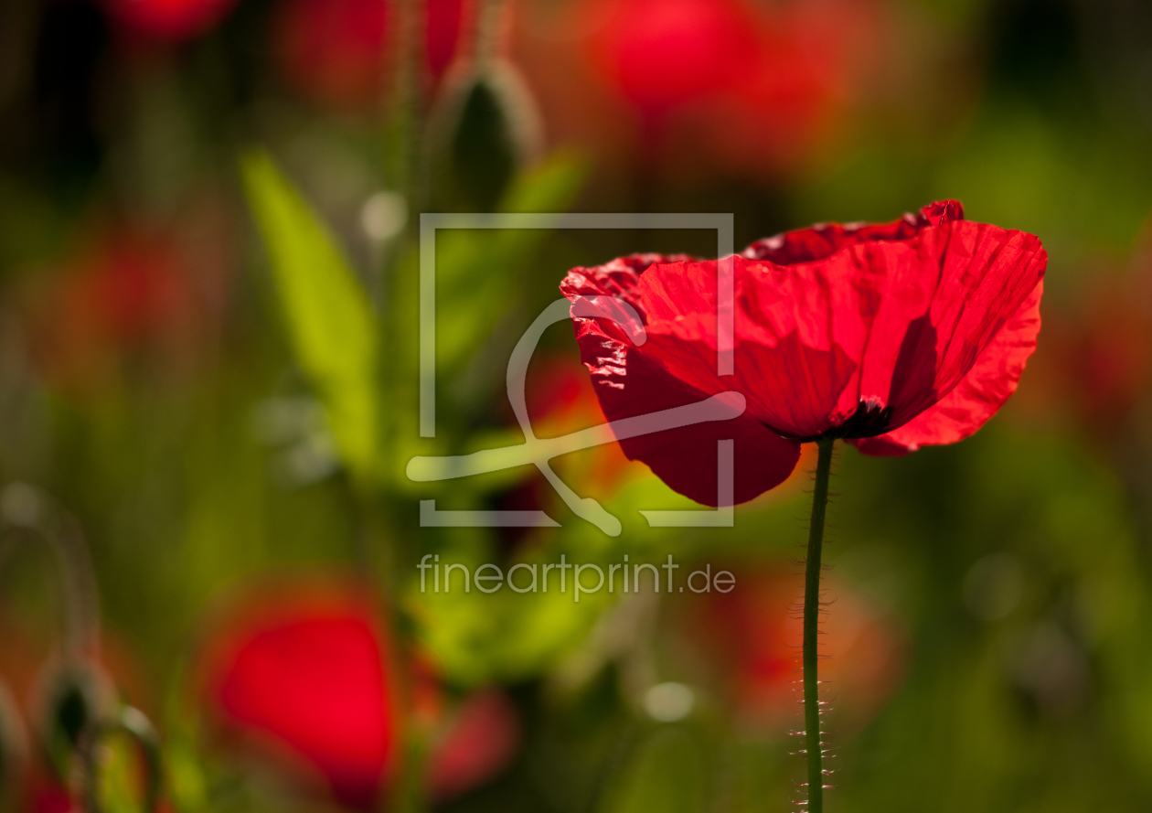 Bild-Nr.: 10101906 Mohnblume  erstellt von Susann Mielke