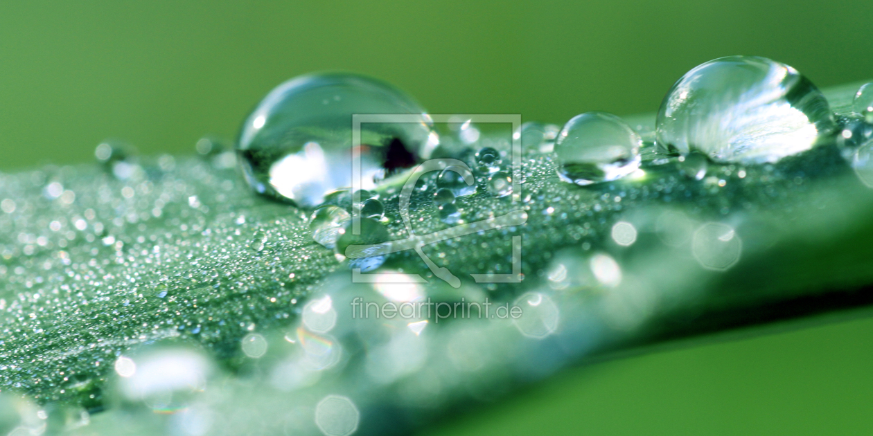Bild-Nr.: 10102052 Green Bild-Nr.: 10102052 Green erstellt von Gerhard Albicker