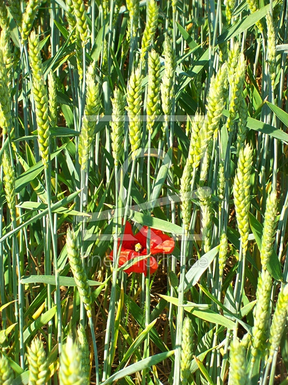 Bild-Nr.: 10102474 versteckt erstellt von Marion227