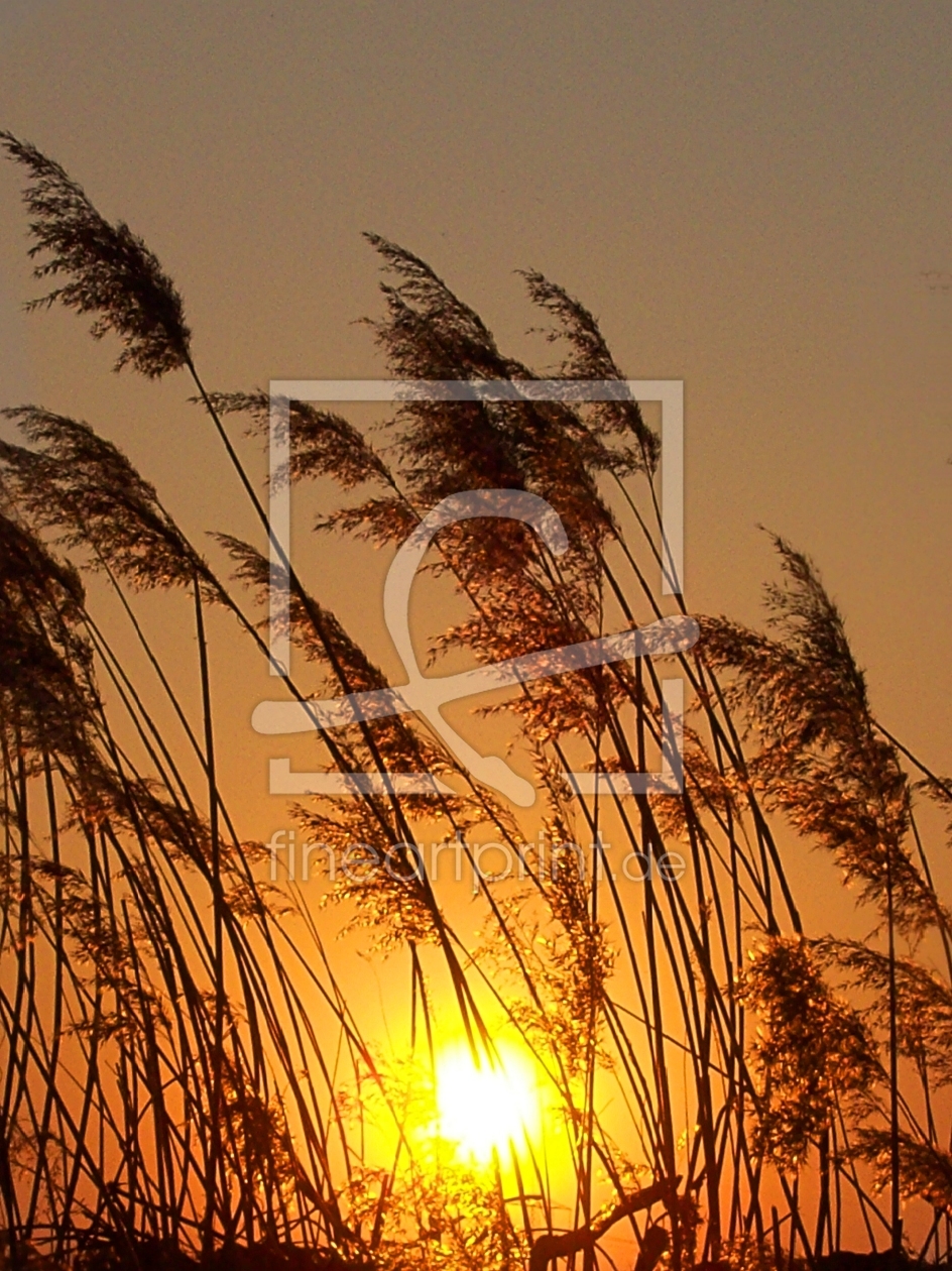 Bild-Nr.: 10102484 Evening Sunlight erstellt von Marion227