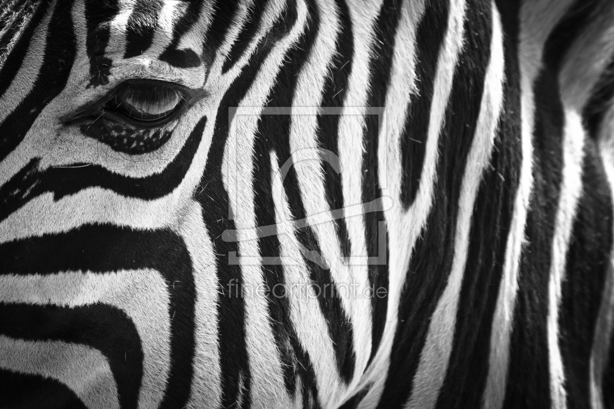 Bild-Nr.: 10103596 ZEBRAPORTRAIT erstellt von make