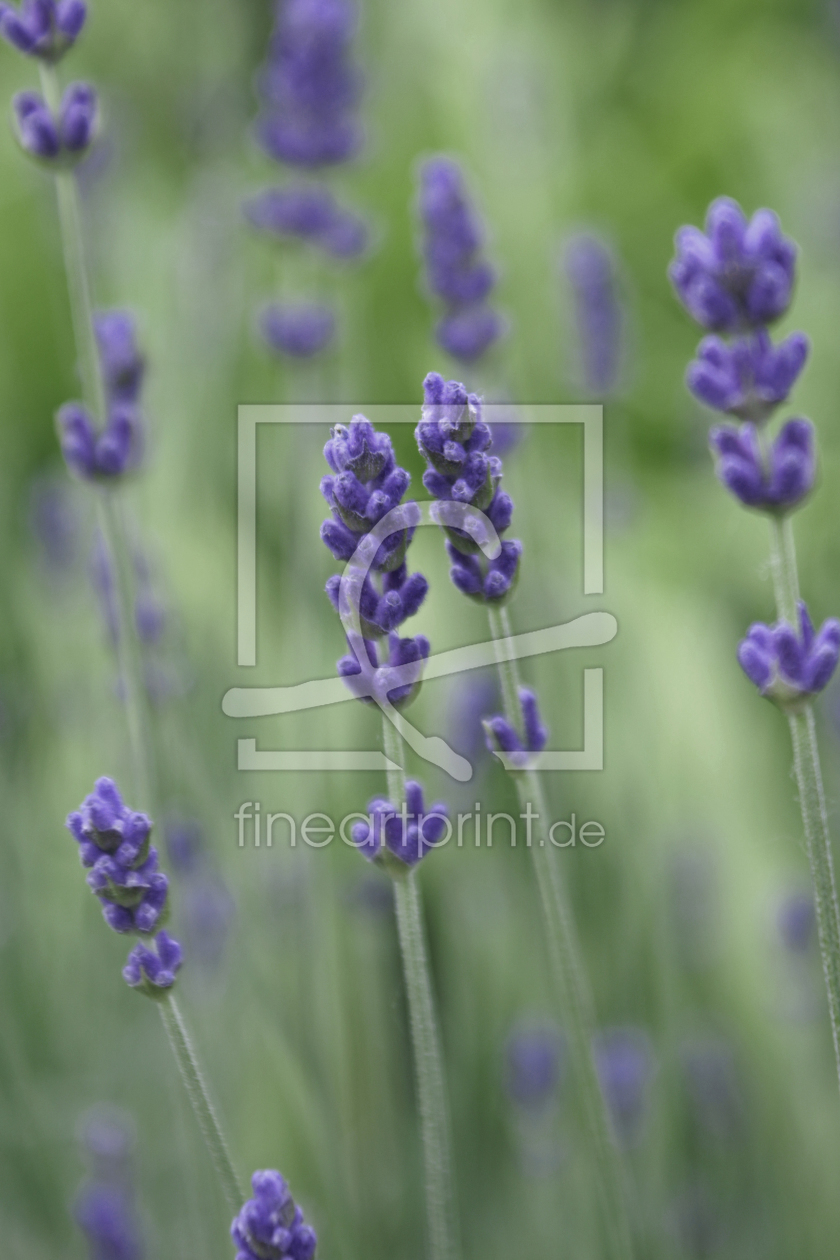 Bild-Nr.: 10104132 Frischer Lavendel erstellt von mpodleisek