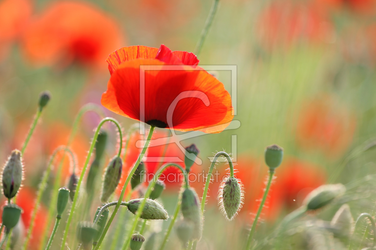 Bild-Nr.: 10104286 Mohn erstellt von Jana Behr