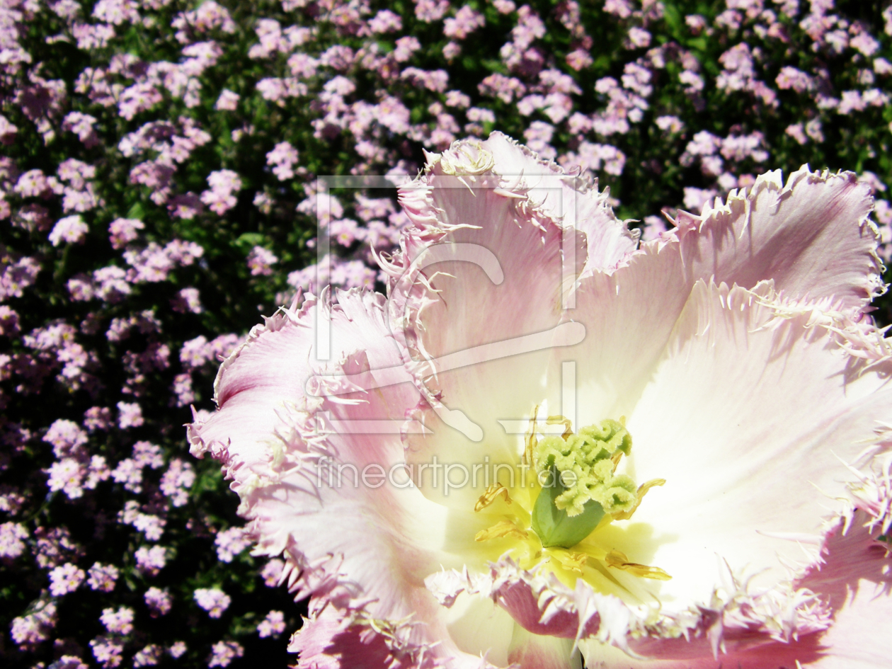 Bild-Nr.: 10104578 Tulpen Impression  erstellt von Galerie-Fotoeffekt