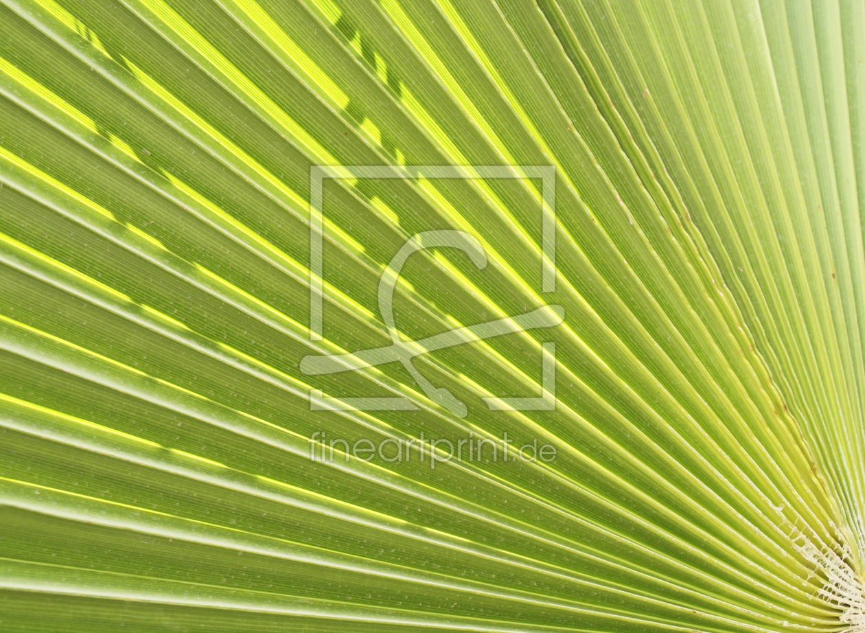 Bild-Nr.: 10105180 Palmenblatt erstellt von Galerie-Fotoeffekt